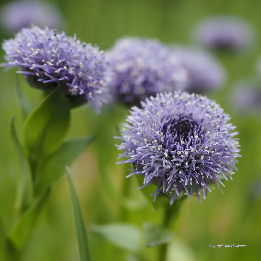 punktierte_Kugelblume