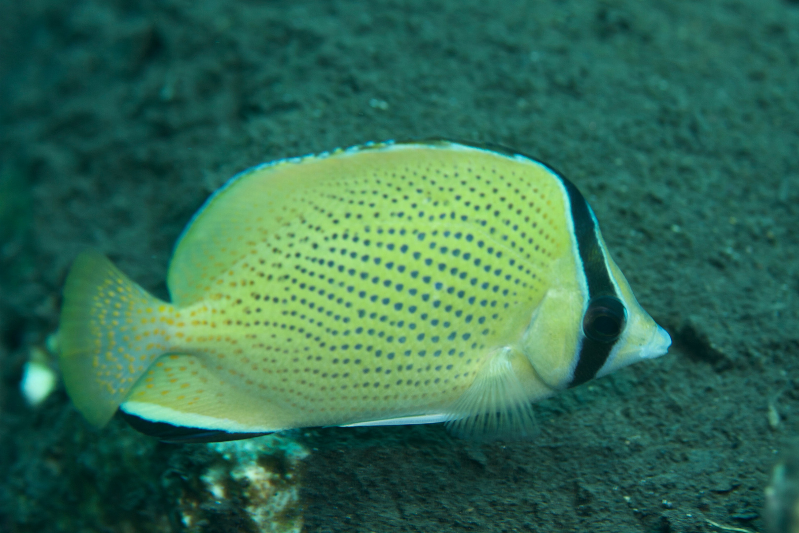 Punktierter Falterfisch (Chaetodon citrinellus)