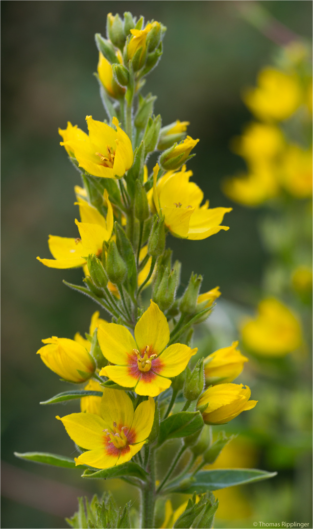 Punktierter Gilbweiderich (Lysimachia punctata)