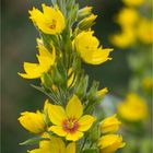 Punktierter Gilbweiderich (Lysimachia punctata)