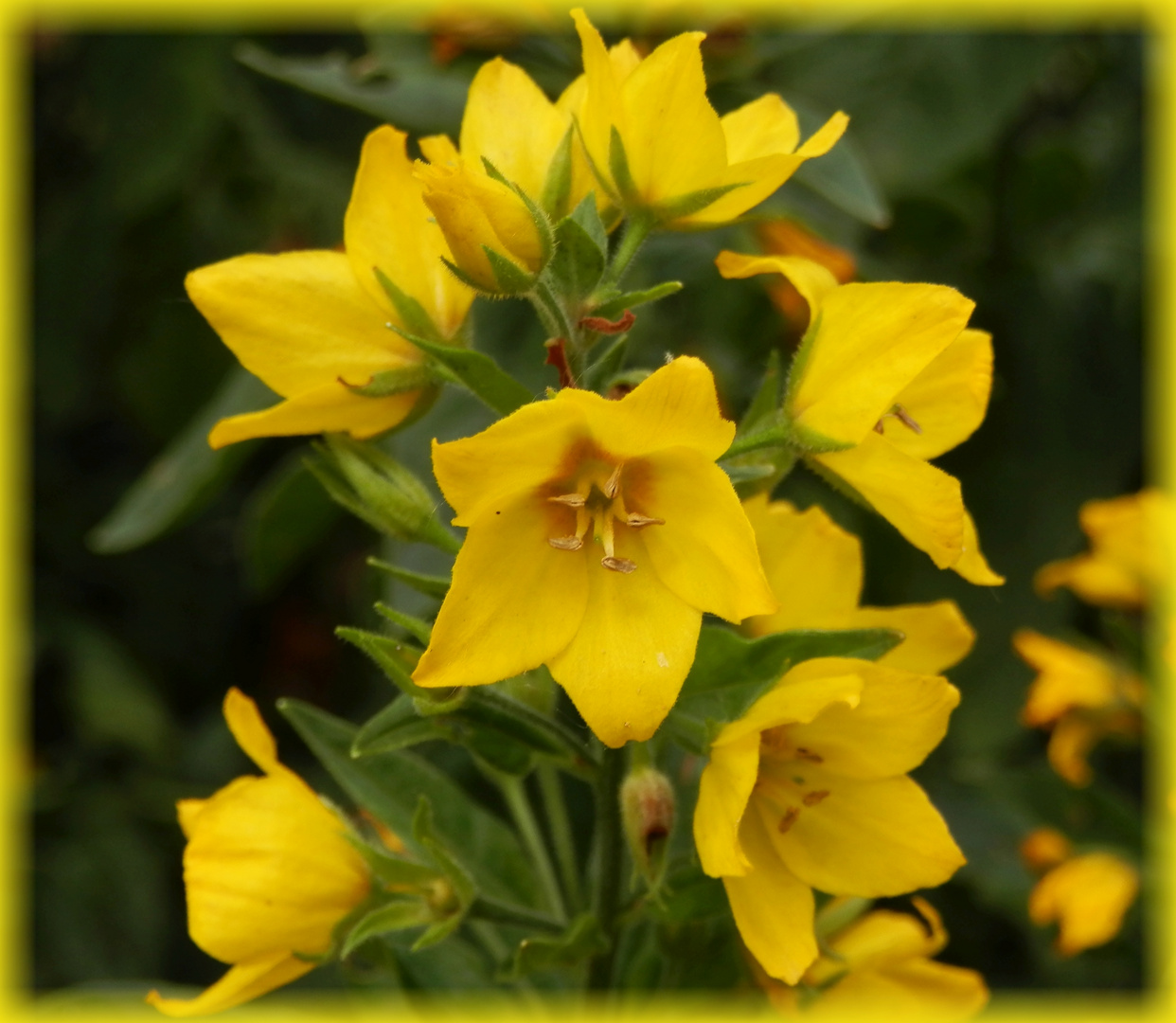 Punktierter Gilbweiderich oder Goldfelberich (Lysimachia punctata)