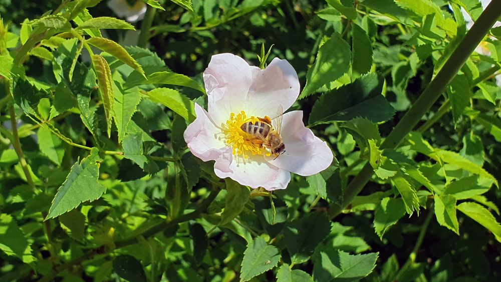 Punktlandung in der Rosenblüte