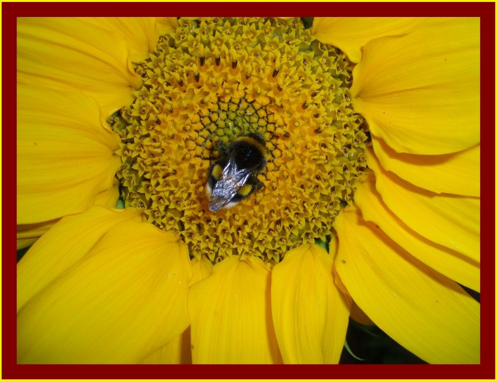 Punktlandung in der Sonnenblume