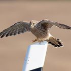 Punktlandung - Turmfalke Falco tinnunculus