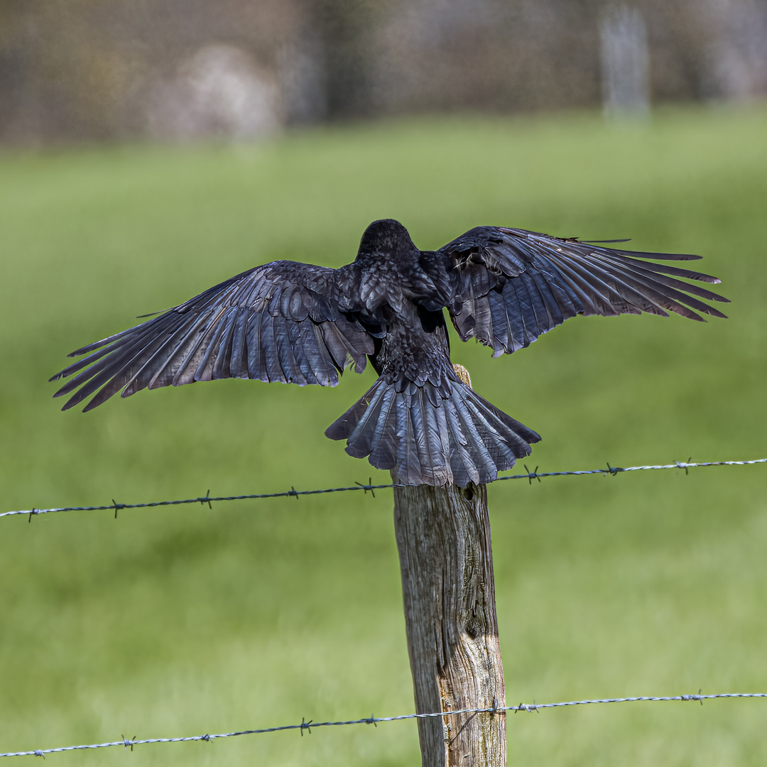 Punktlandung_DSC04648230409