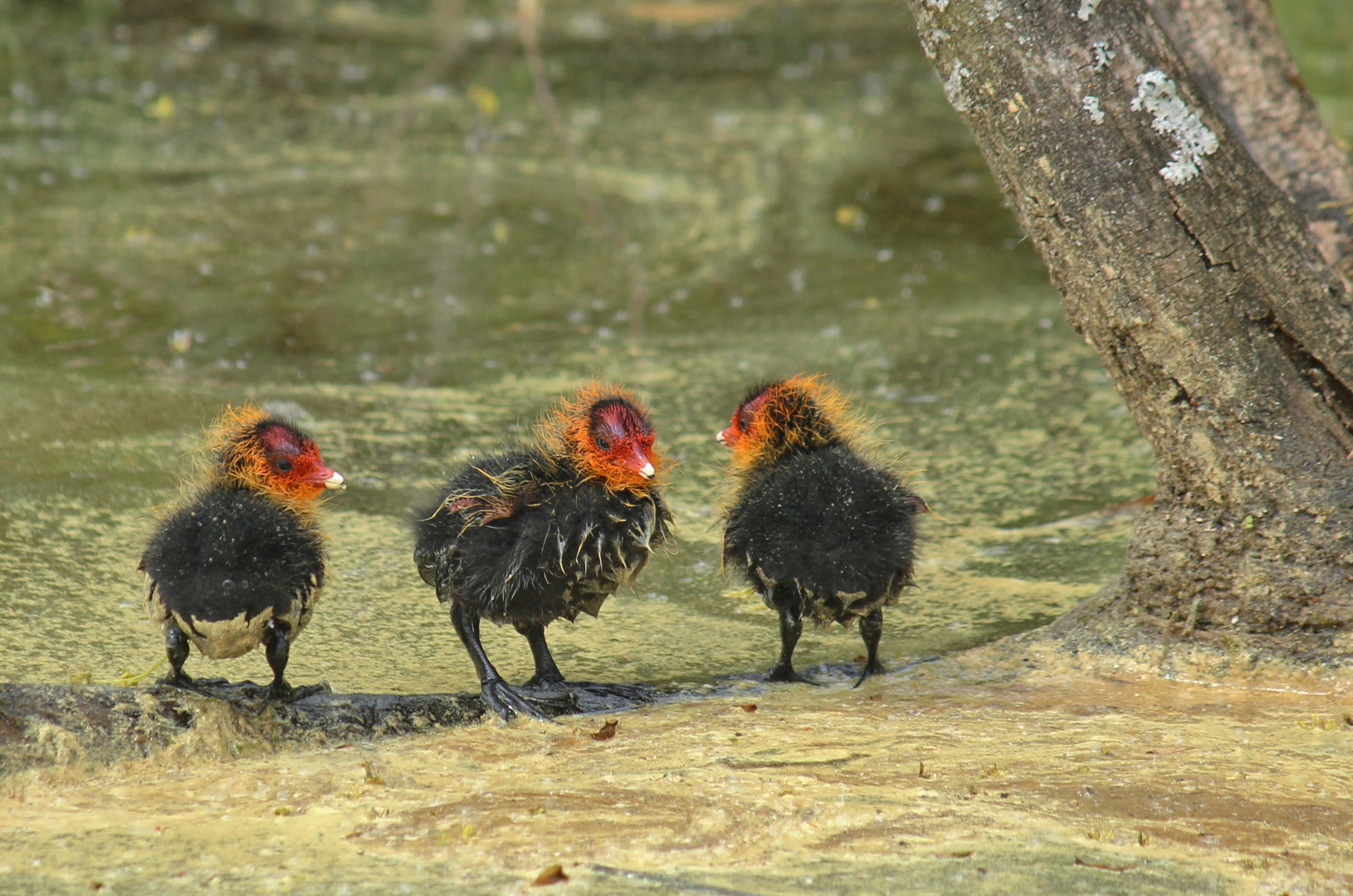 Punky-Blässhuhn-Babies