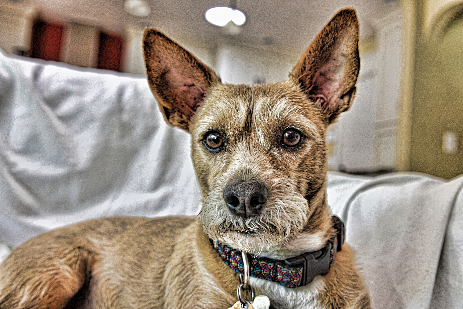 Punky Foto & Bild tiere, haustiere, hunde Bilder auf