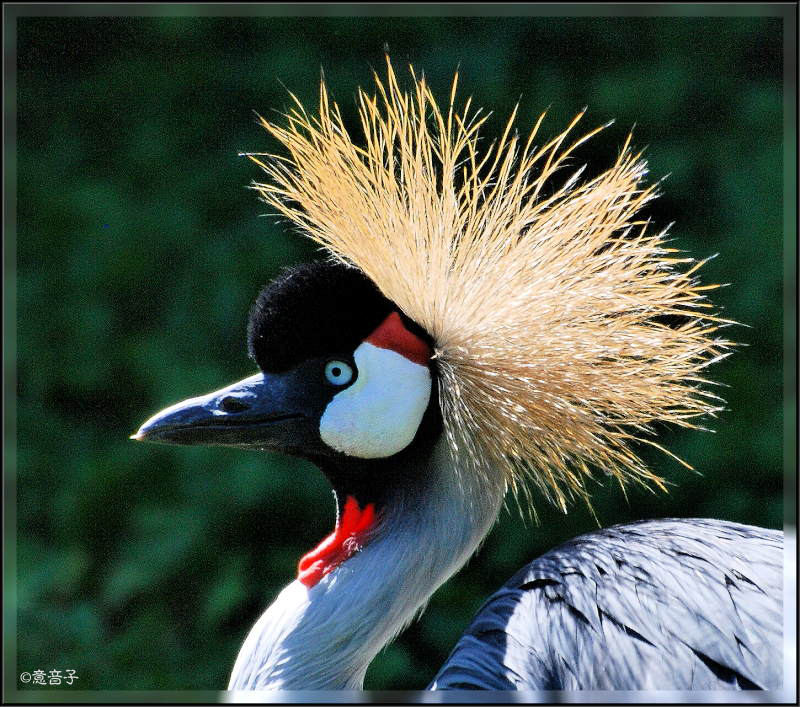 Punky - ein wenig zerzaust...