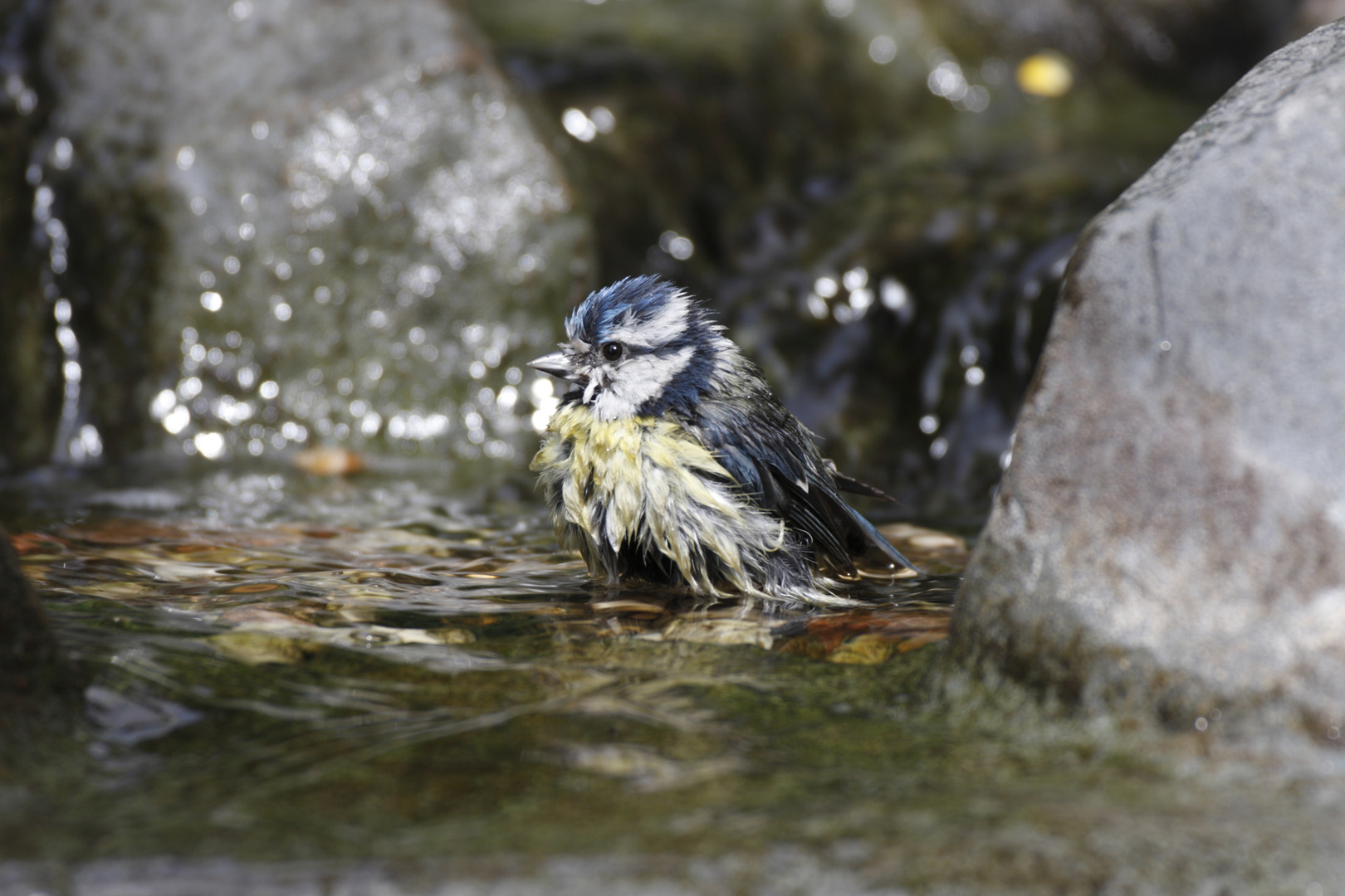 Punky (Parus major)