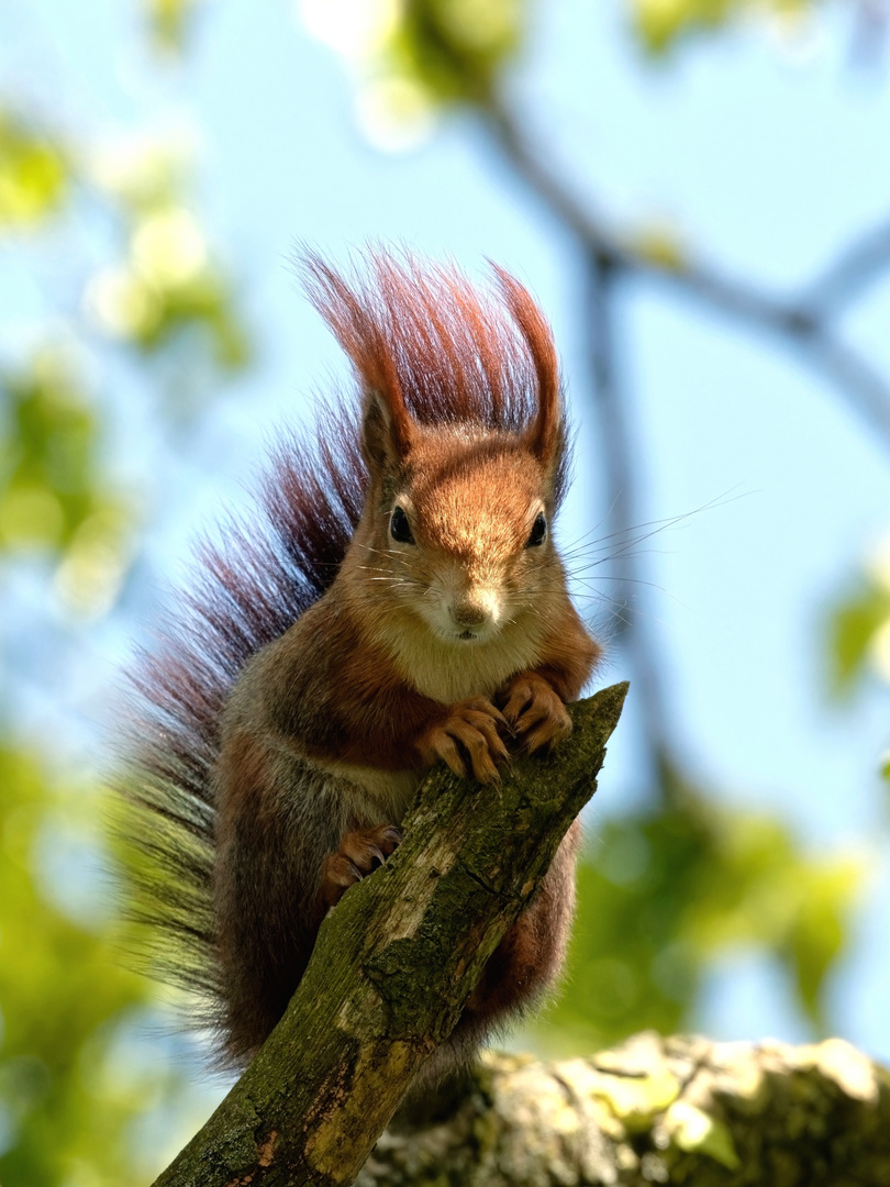 Punky und das Styling-Problem.... 