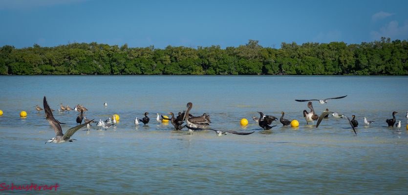 " Punta Cocos Vogelschutzgebiet "