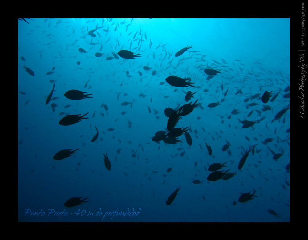 Punta Prieta 40m deep