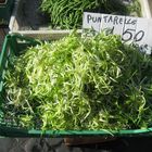 Puntarelle