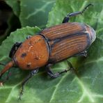 Punteruolo rosso della palma (Rhynchophorus ferrugineus Olivier, 1790)