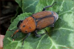 Punteruolo rosso della palma (Rhynchophorus ferrugineus Olivier, 1790)