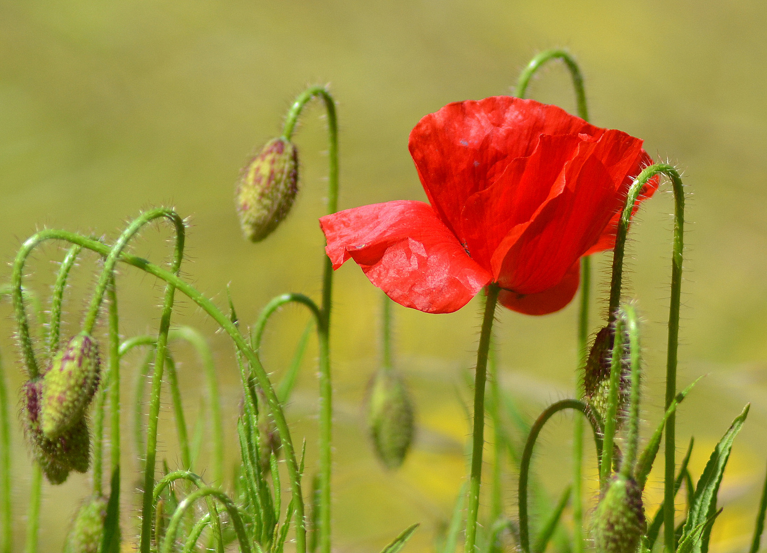 "Puntino" rosso