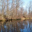 Puntledge River - Eagle nest top center