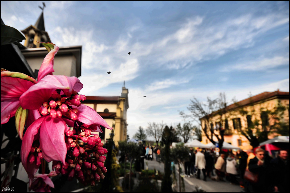 punto di vista di un fiore