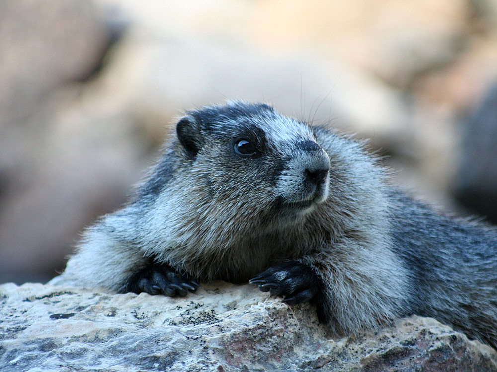 Punxsutawney Phil