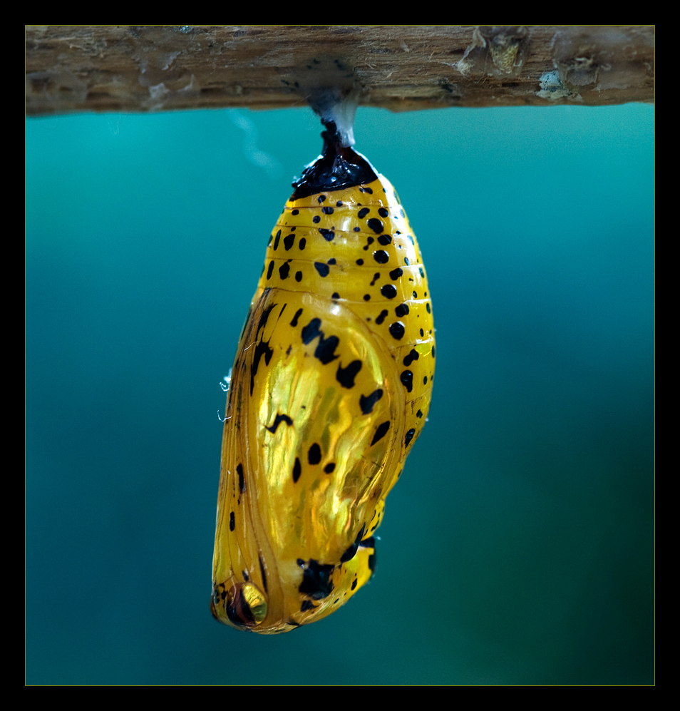 Pupa