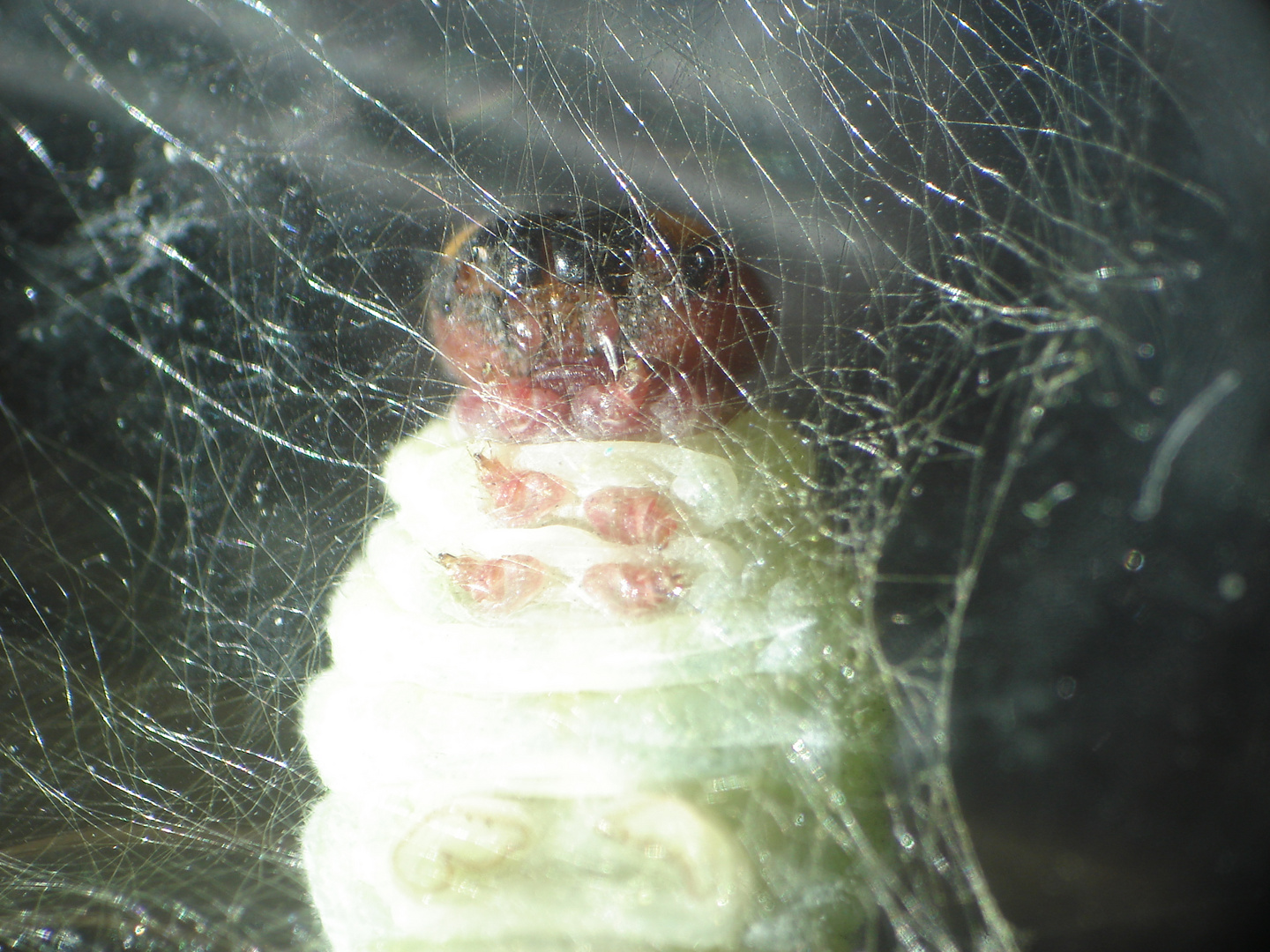 pupa de mariposa en capullo