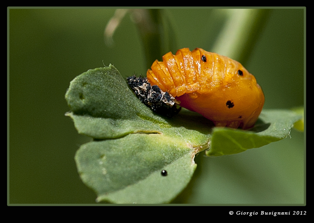 Pupa Di Coccinella Foto Immagini Macro E Close Up Macr Pupa Di Coccinella Foto Immagini Macro E Close Up Macr