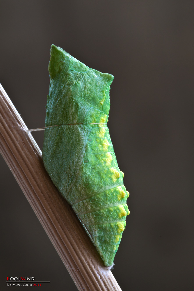 Pupa e disperazione