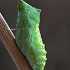 Pupa e disperazione