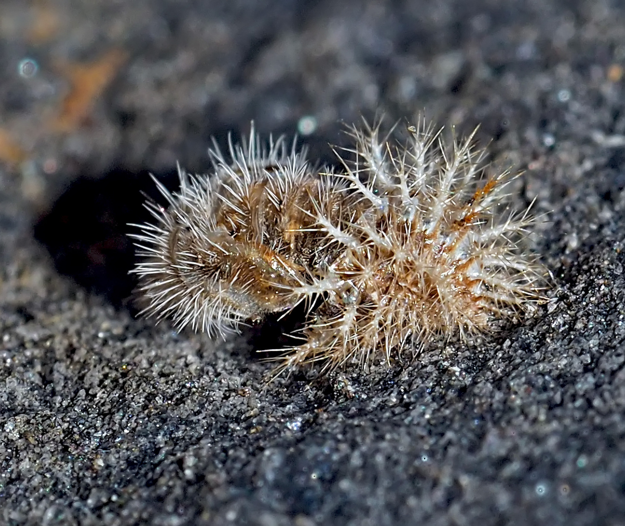 Puppe des 24-Punkte-Marienkäfers (Subcoccinella vigintiquatuorpunctata)! *  ---  Un mini-animal! 