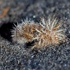 Puppe des 24-Punkte-Marienkäfers (Subcoccinella vigintiquatuorpunctata)! *  ---  Un mini-animal! 