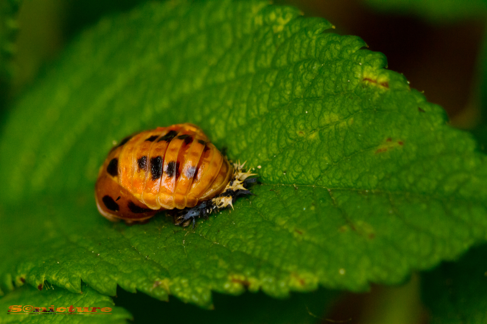 Puppe des Asiatischen Marienkäfers