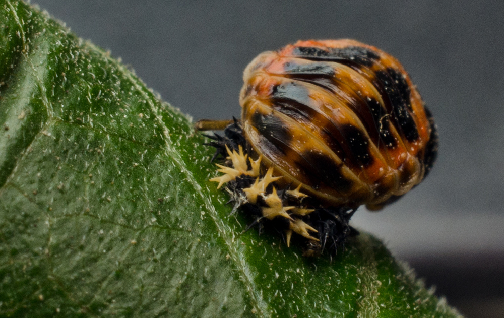 Puppe des Asiatischen Marienkäfers