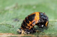 Puppe des Asiatischen Marienkäfers Harmonia axyridis, Coccinellidae