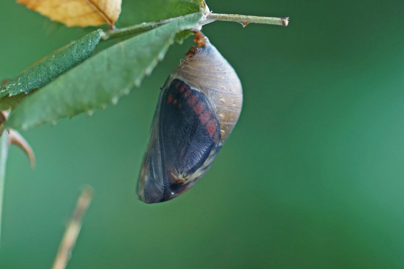 Puppe des Erdbeerbaumfalters (Charaxes jasius)