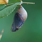 Puppe des Erdbeerbaumfalters (Charaxes jasius)