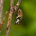 Puppe des Maivogel (Euphydryas maturna)