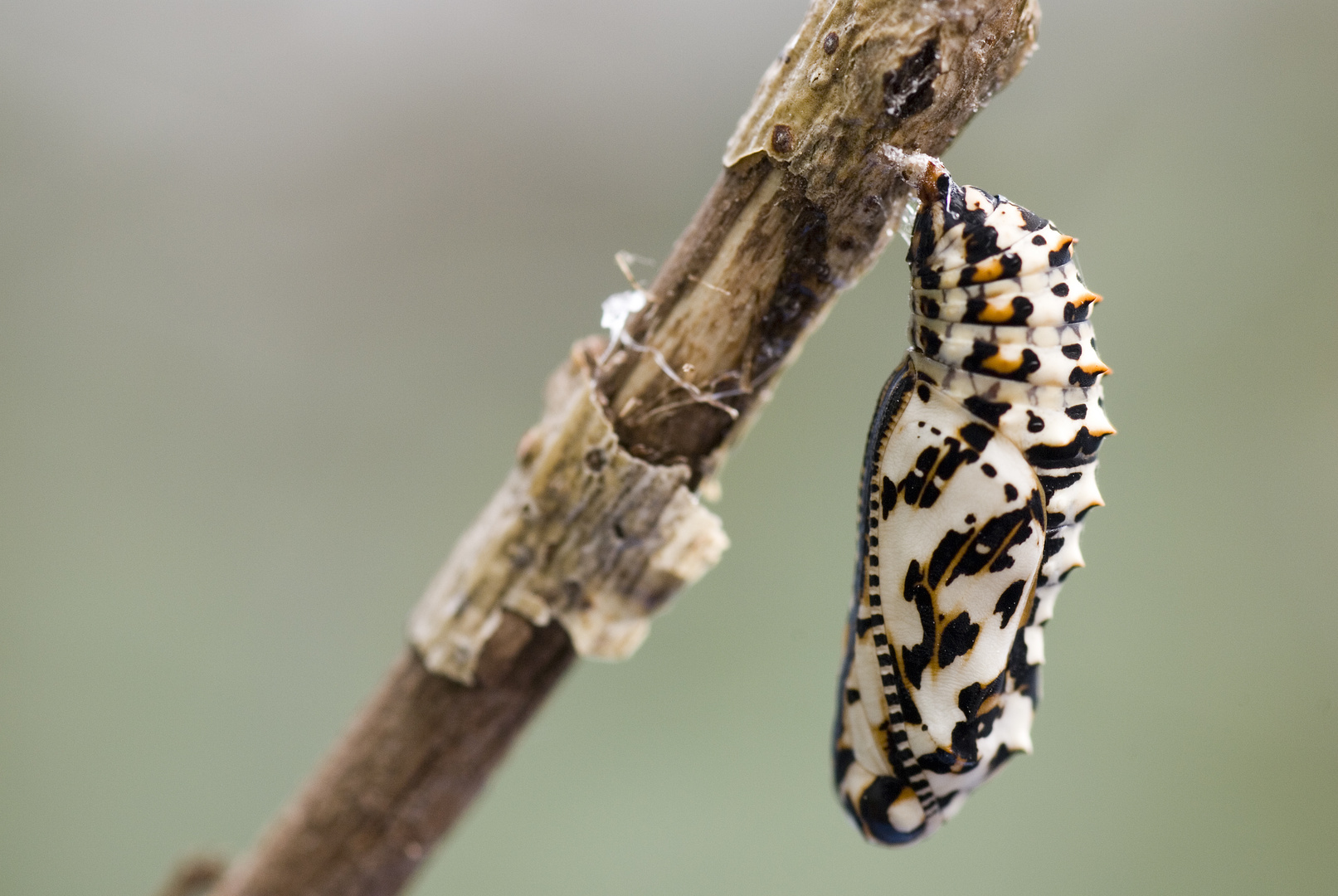 Puppe des Roten Scheckenfalter (Melitaea didyma)