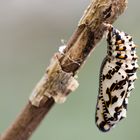 Puppe des Roten Scheckenfalter (Melitaea didyma)