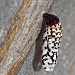 Puppe des Roten Scheckenfalters (Melitaea didyma). - Chrysalide de la Mélitée orangée.