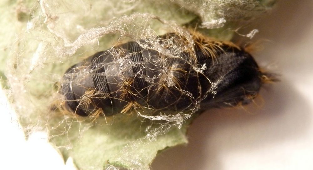 Puppe des Schwammspinners (Lymantria dispar) am 8. Juni