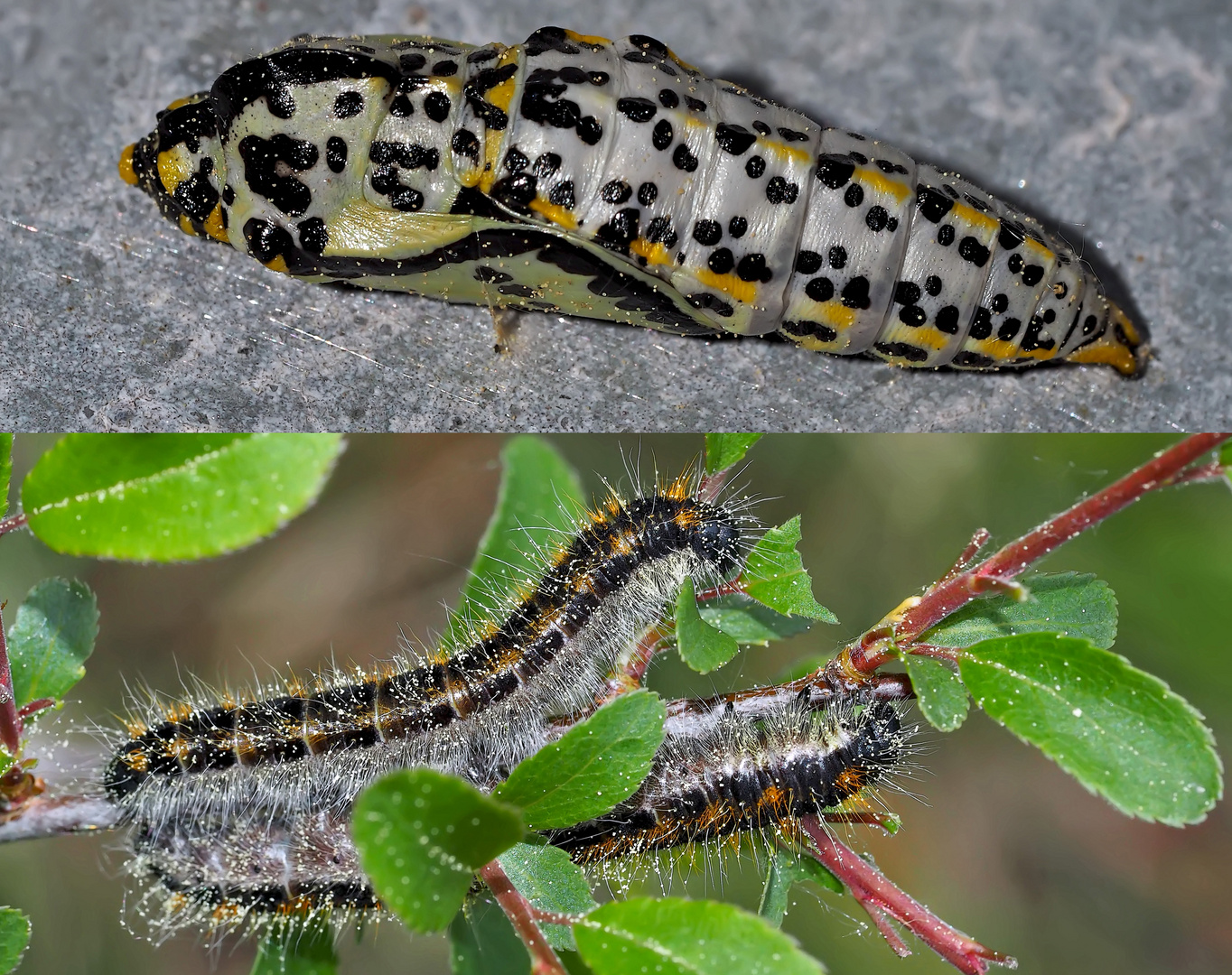 Puppe und Raupe vom Baumweißling (Aporia crataegi) - Chrysalide et chenille du Gazé.  