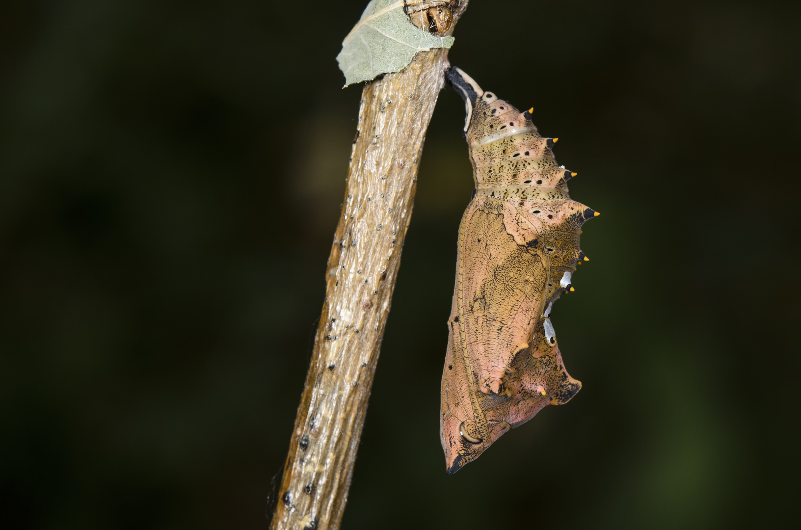 Puppe vom Großen Fuchs (Nymphalis polychloros)