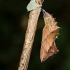 Puppe vom Großen Fuchs (Nymphalis polychloros)