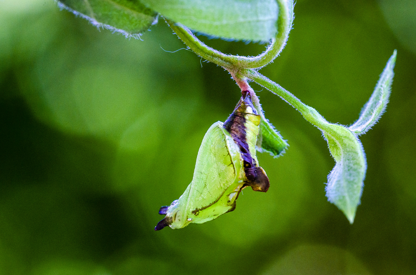 Puppe vom Kleinen eisvogel (Limenitis camilla)