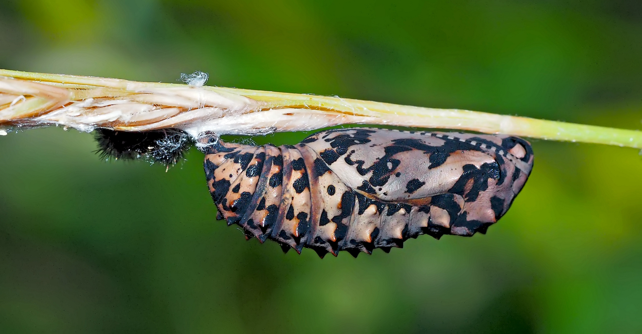 Puppe vom Roten Scheckenfalter (Melitaea didyma). - Chrysalide de la Mélitée orangée.