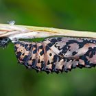 Puppe vom Roten Scheckenfalter (Melitaea didyma). - Chrysalide de la Mélitée orangée.