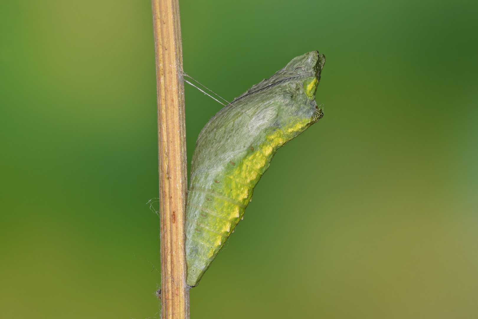 Puppe vom Schwarzen Schwalbenschwanz