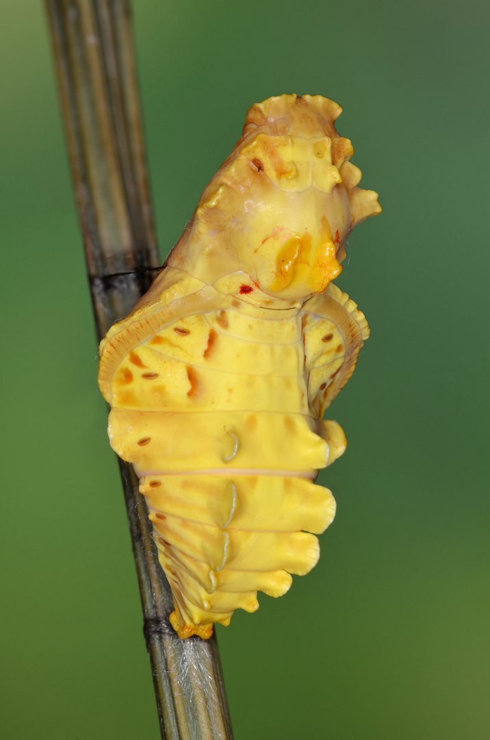 Puppe von der Chinesischen Windmühle