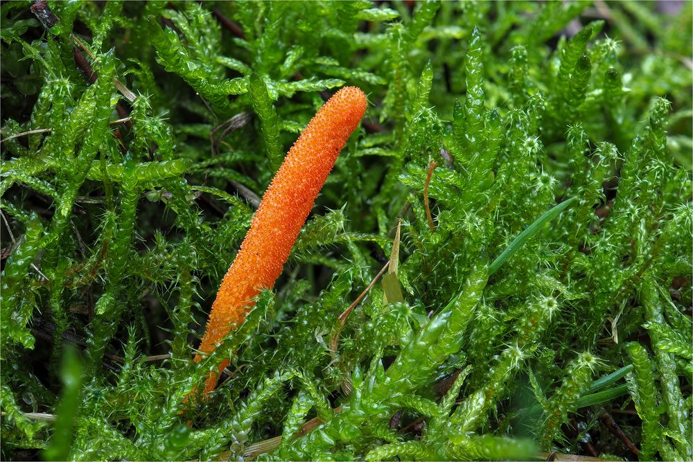 Puppen-Kernkeule (Cordyceps militaris)