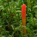 Puppen-Kernkeule (Cordyceps militaris)